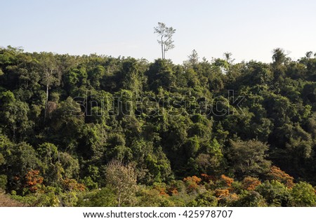 QUANG TRI, Vietnam, August 25, 2015 jungle Truong Son, Quang Tri Province, Vietnam