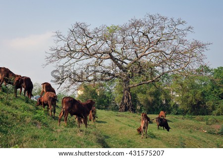 BAC Ninh, Vietnam, May 4, 2016 grazing cows, rural Bac Ninh, Vietnam