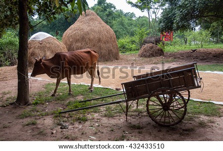 Vinh Phuc, VIETNAM, January 18, 2016 countryside landscape Vinh Phuc, Vietnam. during the harvest season
