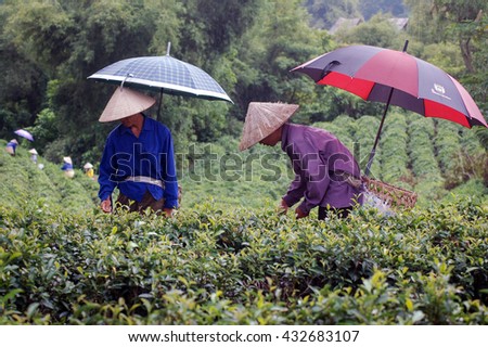 THAI NGUYEN, VIETNAM, May 14, 2016 FG, special tea growing areas, harvests