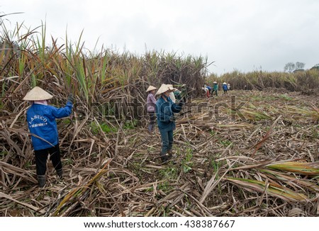 THANH HOA, Vietnam, July 16, 2015 farmers, rural Lam Son, Thanh Hoa province, harvesting sugar
