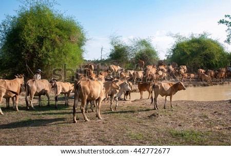 Binh Thuan, Vietnam, March 29, 2016 men, rural Binh Thuan Province, Vietnam, the livestock herd