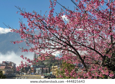 SAPA, VIETNAM, February 14, 2016 cherry blossoms, the town of Sapa, Vietnam, sunlight, early morning