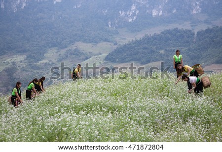 MOC CHAU, VIETNAM, December 21, 2015 Hmong group of young women, high mountains Moc Chau, Vietnam. promenade gardens