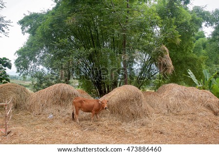 HAI DUONG, Vietnam, August 14, 2016 cows, stood eating dry straw, rural Hai Duong, Vietnam