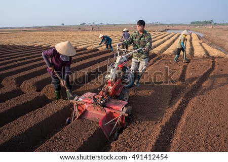 HAI DUONG, Vietnam, September 20, 2016 farmers groups, rural Hai Duong, planting carrots