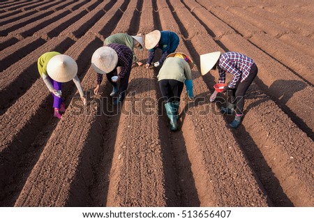 HAI DUONG, Vietnam, September 20, 2016 farmers groups, rural Hai Duong, planting carrots