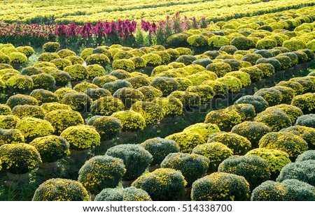 SA DEC, DONG THAP, VIETNAM, November 11, 2016, field of flowers countryside Sa Dec, Dong Thap Province, Vietnam, at the end of the year