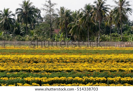 SA DEC, DONG THAP, VIETNAM, November 11, 2016, field of flowers countryside Sa Dec, Dong Thap Province, Vietnam, at the end of the year
