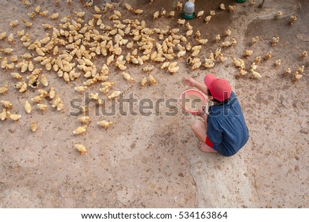 HAI DUONG, Vietnam, September 22, 2016 men, rural Hai Duong, Vietnam, poultry, baby ducks