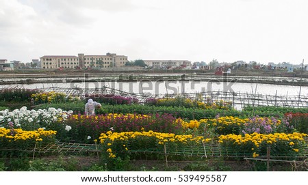 HAI DUONG, Vietnam, November 22, 2016 gardens, countryside Hai Duong, Vietnam, at harvest time