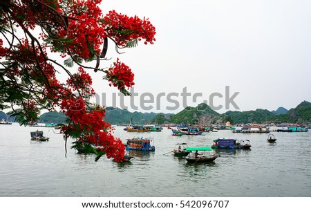 CAT BA, VIET NAM, June 10, 2016 Cat Ba bay. It has been recognized as a UNESCO biosphere reserve in the world.