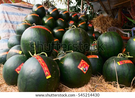 HAI DUONG, Vietnam, December 30, 2106 Gia Loc rural, Hai Duong province, to harvest watermelons, sell on the occasion of spring