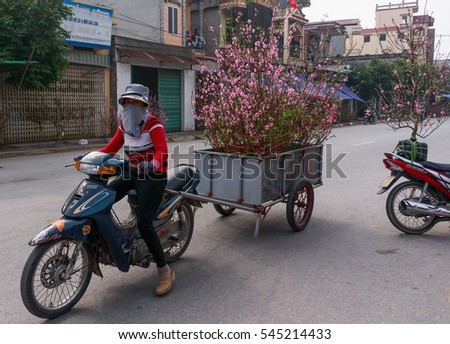 HAI DUONG, Vietnam, December 30, 2106 Gia Loc rural, Hai Duong province, to the peach blossom harvest, sell on the occasion of spring