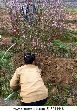 HAI DUONG, Vietnam, December 30, 2106 Gia Loc rural, Hai Duong province, to the peach blossom harvest, sell on the occasion of spring