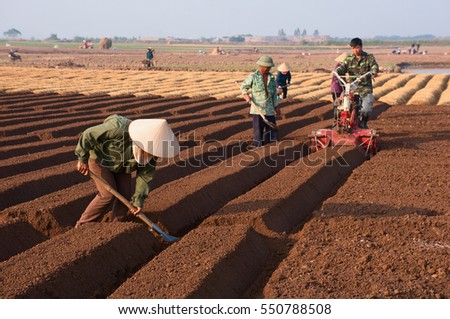 HAI DUONG, Vietnam, September 20, 2016 farmers groups, rural Hai Duong, planting carrots