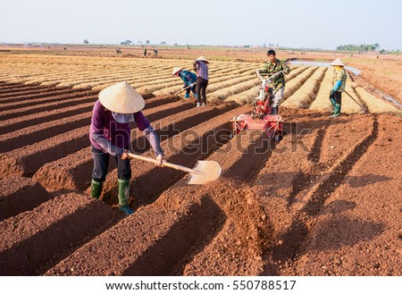 HAI DUONG, Vietnam, September 20, 2016 farmers groups, rural Hai Duong, planting carrots