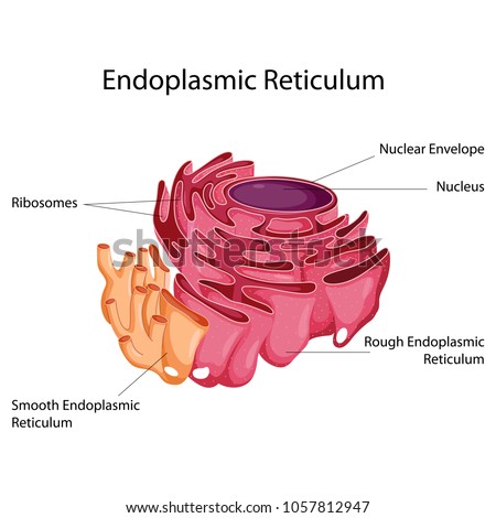 Endoplasmic Reticulum Stock Images, Royalty-Free Images ...