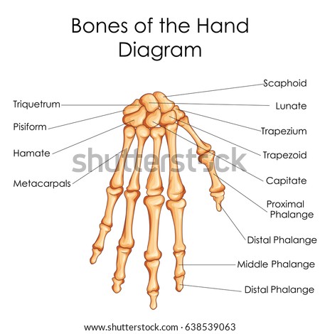 Medical Education Chart Biology Bones Hand – stock vektor 638539063