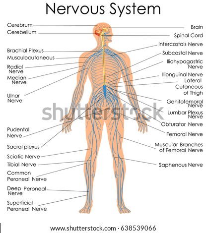 Medical Education Chart Biology Nervous System Stock Vector (Royalty