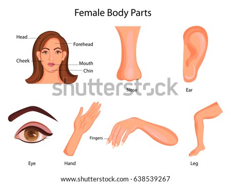 Female Body Diagram Stock Images, Royalty-Free Images & Vectors