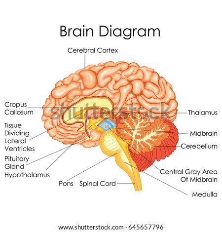 Explain Human Brain With Diagram Choice Image - How To 