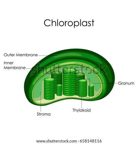 Education Chart Biology Chloroplast Diagram Vector Stock Vector ...