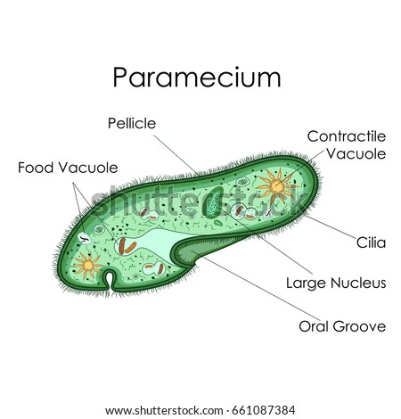 Structure Bacterial Cell Stock Vector 107374295 - Shutterstock