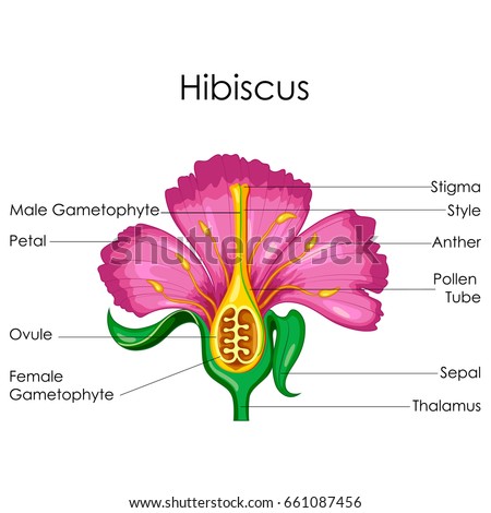 Education Chart Biology Anatomy Hibiscus Flower Stock ... carnation floral diagram 