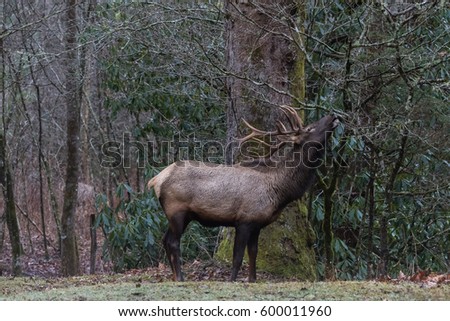 Singles in elk park north carolina Elk Park NC Demographics data with population from census
