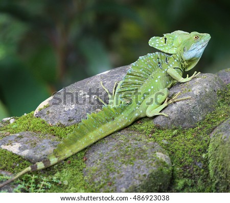 essays about the basilisk lizard The modern-day green basilisk or plumed basilisk is a little lizard that can run across the surface of water like wire-fu ninjas do, or reptile jesus, or remo . essays about the basilisk lizard The modern-day green basilisk or plumed basilisk is a little lizard that can run across the surface of water like wire-fu ninjas do, or reptile jesus, or remo .