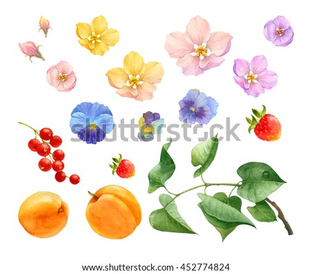 watercolor flowers fruit