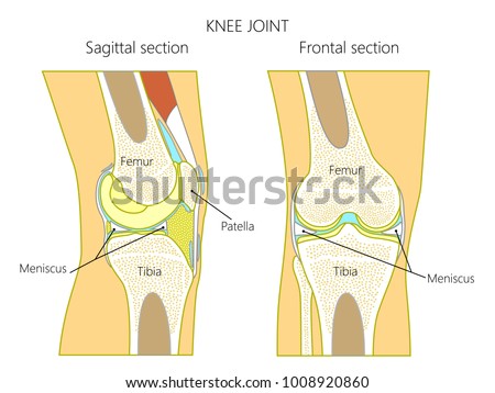 Sagittal Stock Images, Royalty-Free Images & Vectors | Shutterstock