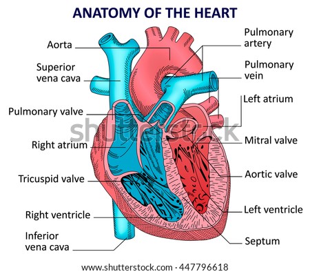 Human Heart Anatomy Stock Illustration 448059550 ...