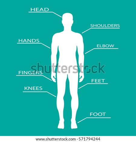 Human Body Anatomy Stock Images, Royalty-Free Images & Vectors