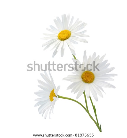 chamomile flower isolated on white
