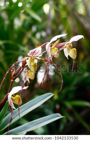 HOA GIEO TỨ TUYỆT 2 - Page 41 Stock-photo-paphiopedilum-philippinense-rare-slipper-orchid-from-the-philippines-1042133530