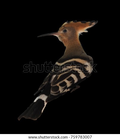 essay on hoopoe bird Hoopoes are colourful birds found across afro-eurasia, notable for their distinctive crown of feathers three living and one extinct species are recognized,. essay on hoopoe bird Hoopoes are colourful birds found across afro-eurasia, notable for their distinctive crown of feathers three living and one extinct species are recognized,.