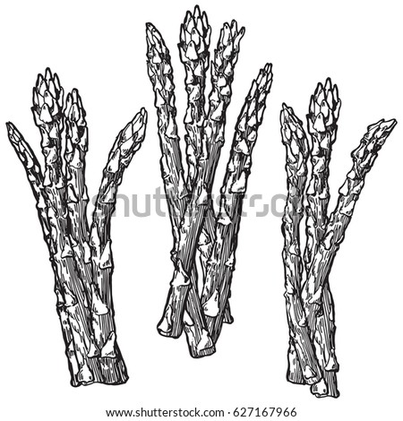 Sketch Hand Drawn Asparagus Ink Vegetable Stock Vector 627167966 ...