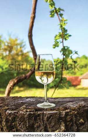 Grapevine Stock Images, Royalty-Free Images & Vectors | Shutterstock