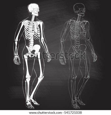 Skeletal System Stock Images, Royalty-Free Images & Vectors | Shutterstock