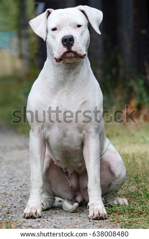 Dogo Argentino Female Sitting Summer Stock Photo 638008480 - Shutterstock