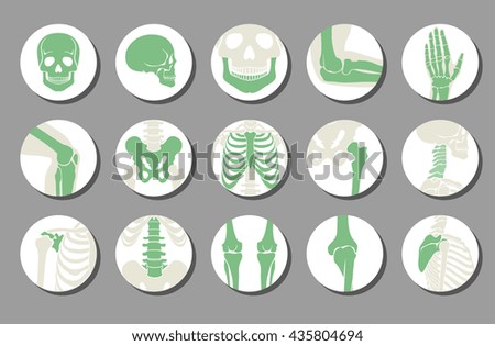 Orthopedic and spine vector icons. Human bone of illustration and anatomy skeleton bone x-ray image