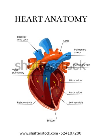 Pathway Blood Flow Through Heart Stock Illustration 76386163 - Shutterstock