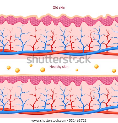 human skin layers stock images royalty free images vectors human skin layers stock images royalty free images vectors human skin layers stock images royalty free images vectors human skin layers stock images royalty free images vectors