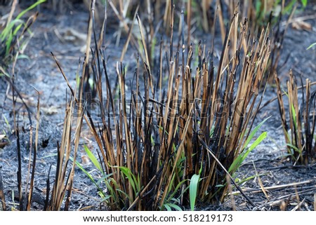 Background with burnt grass ashes. Plant ash and first green sprouts on the field after the fire burned. Environmental pollution.