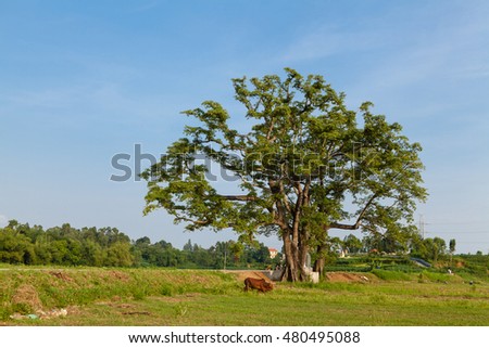 Old big tree under blue sky at Lap Thach, Vinh Phuc, Hanoi