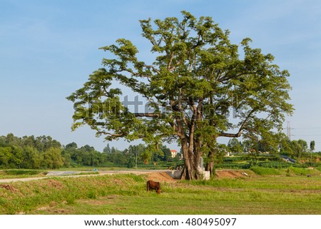Old big tree under blue sky at Lap Thach, Vinh Phuc, Hanoi