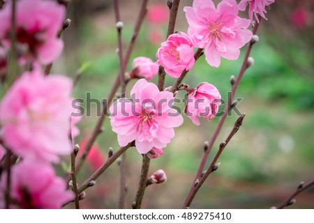 Peach flowers in garden in Hanoi, Vietnam. Peach flower, the symbol of Vietnamese lunar new year