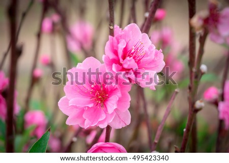 Peach flowers in garden in Hanoi, Vietnam. Peach flower, the symbol of Vietnamese lunar new year